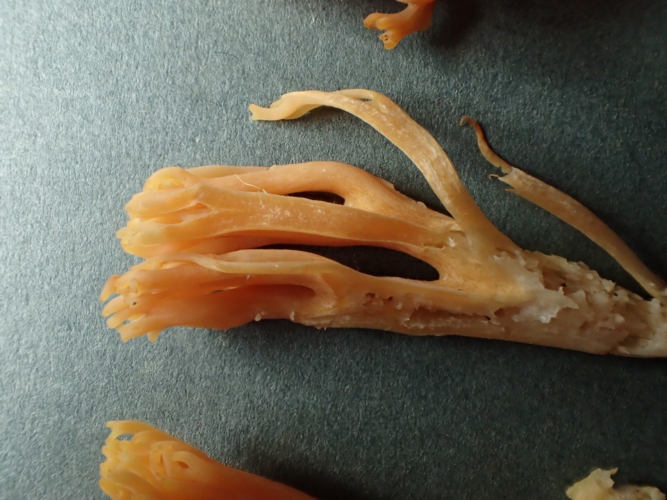 Ramaria flavigelatinosa var. megalospora image