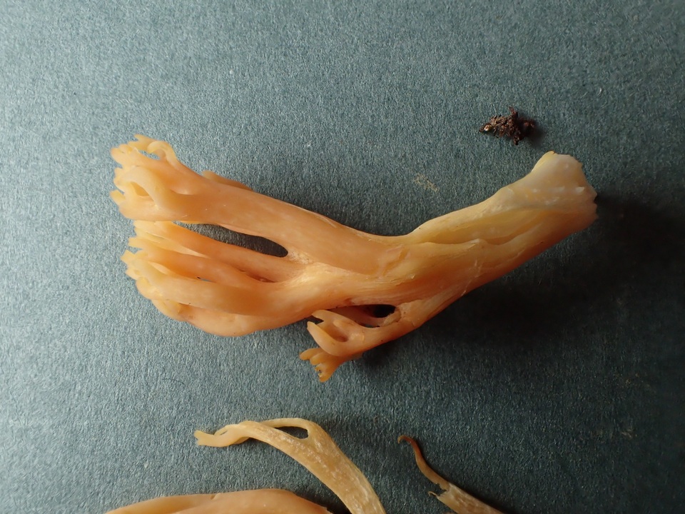 Ramaria flavigelatinosa var. megalospora image