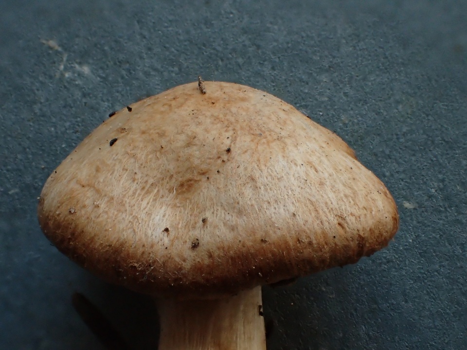 Hebeloma bruchetii image