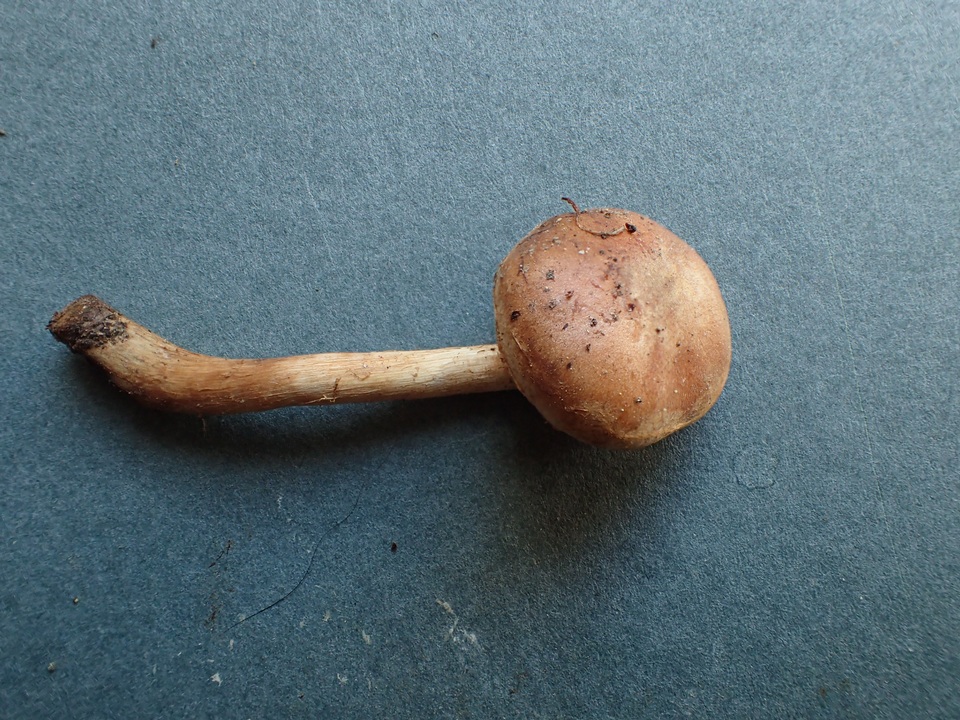 Hebeloma bruchetii image
