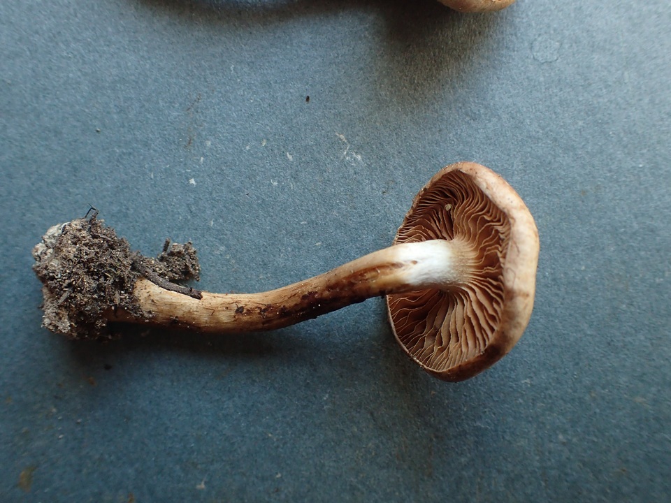 Hebeloma bruchetii image