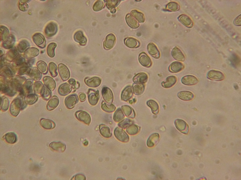Hebeloma bruchetii image
