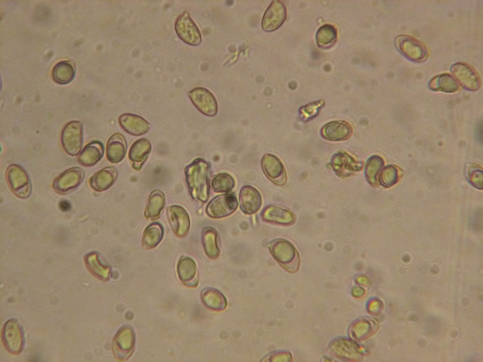 Hebeloma bruchetii image