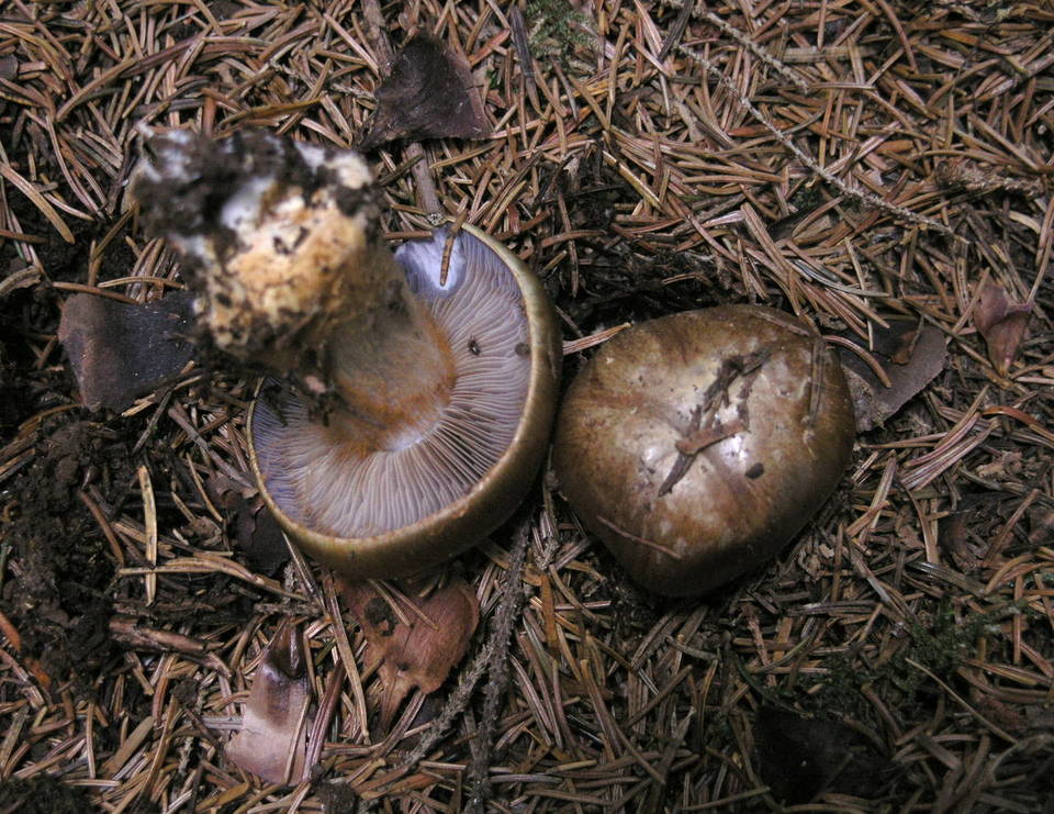 Cortinarius glaucopus var. olivaceus image