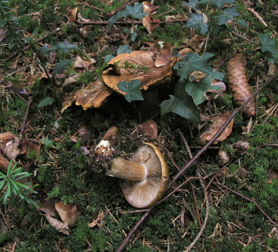 Cortinarius glaucopus var. olivaceus image