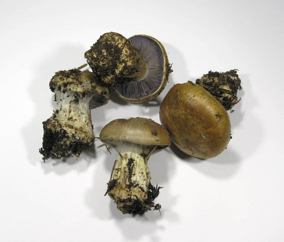 Cortinarius glaucopus var. olivaceus image