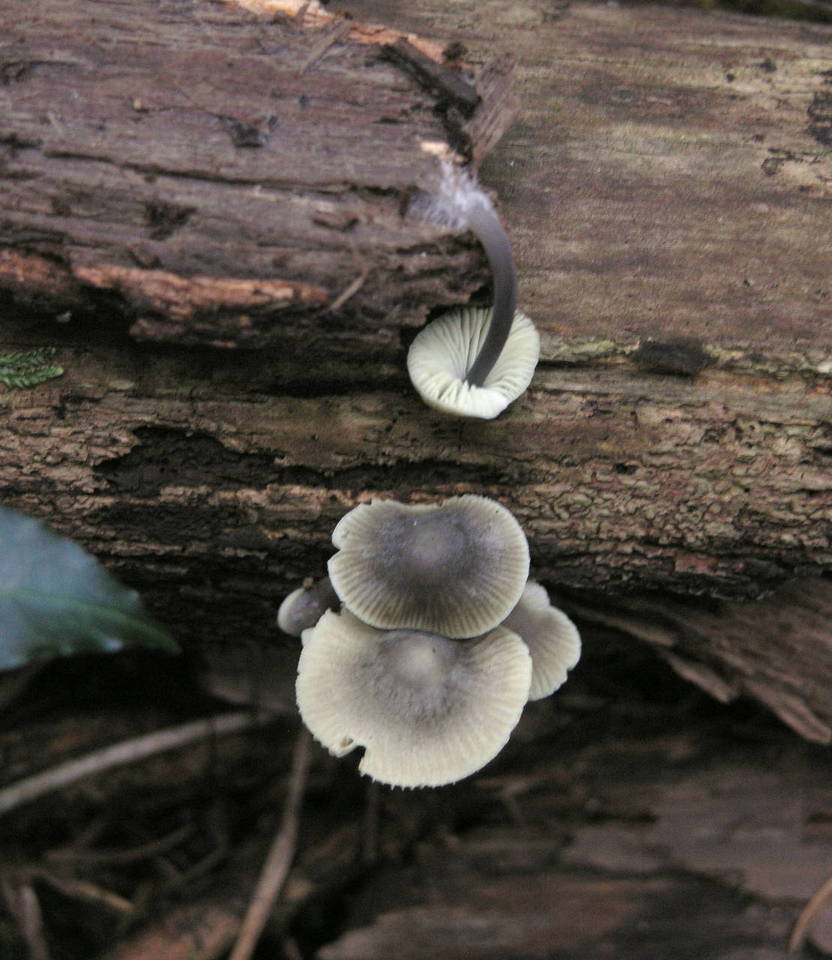 Mycena arcangeliana image