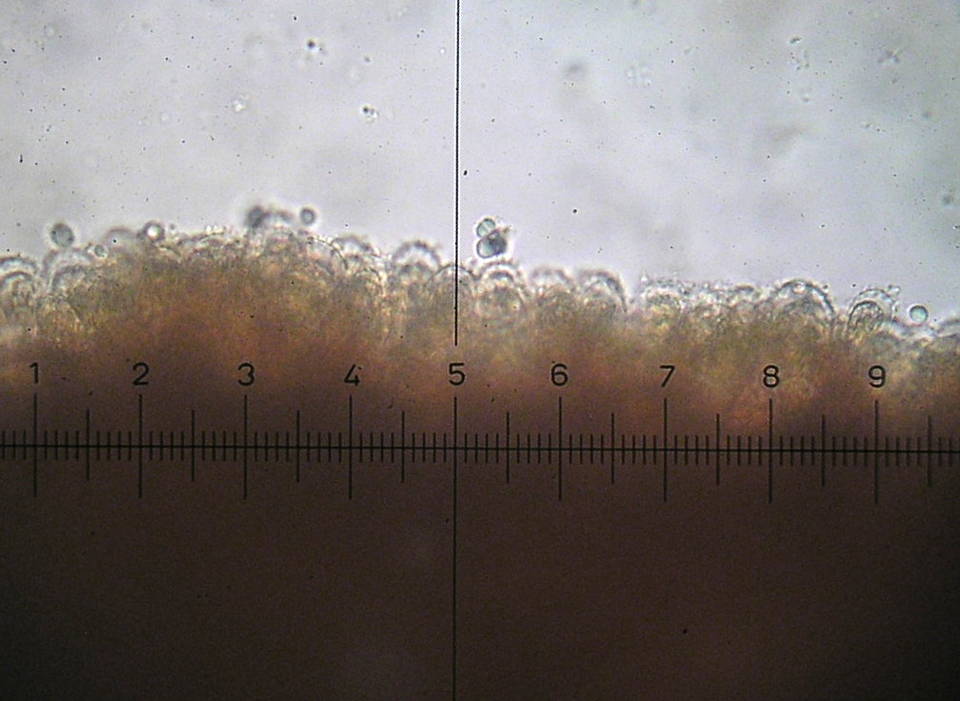 Mycena arcangeliana image