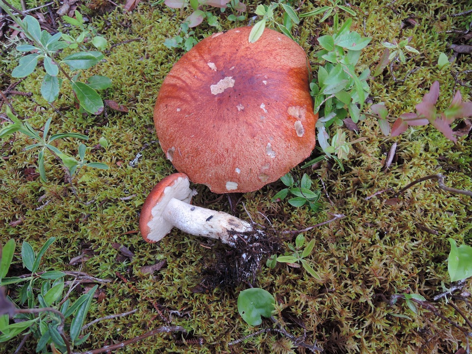 Leccinum arenicola image