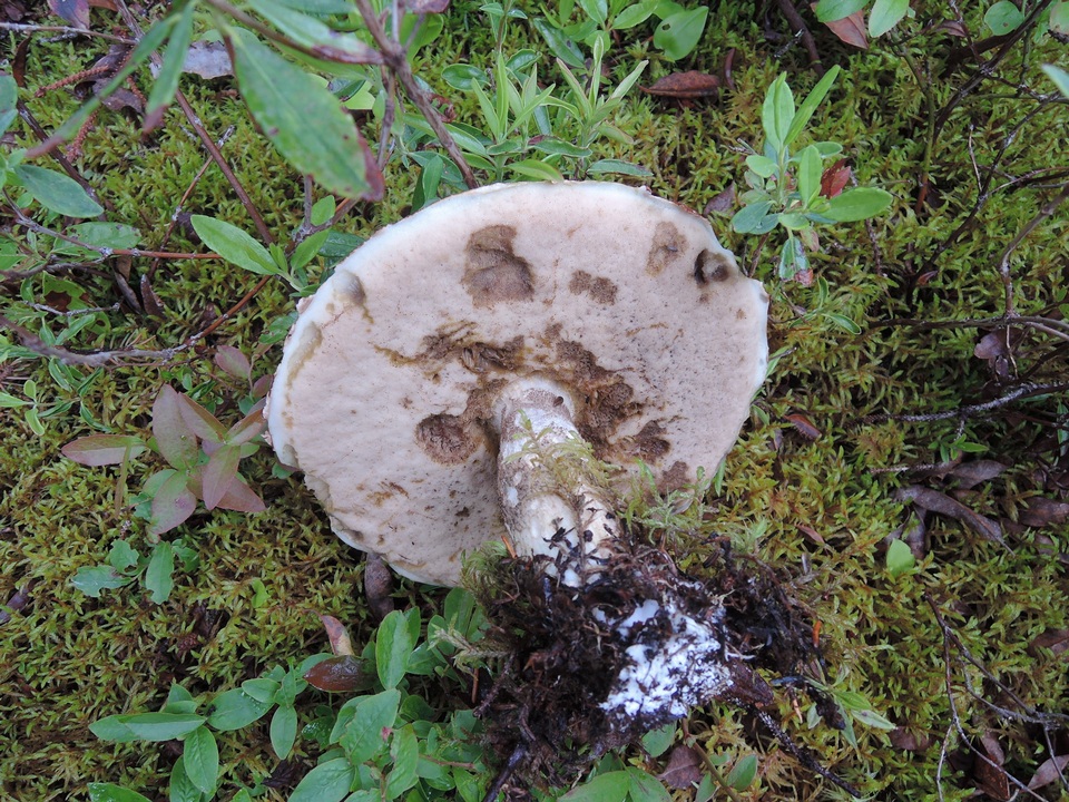 Leccinum arenicola image