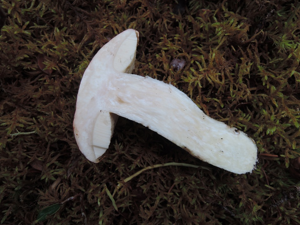 Leccinum arenicola image