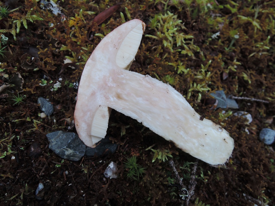 Leccinum arenicola image
