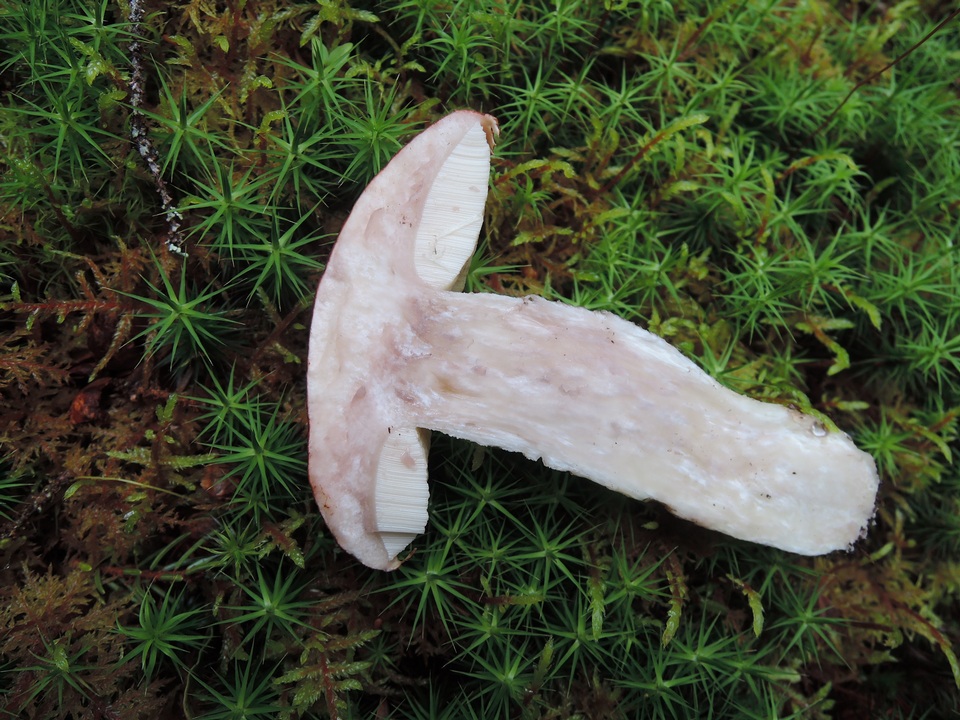 Leccinum arenicola image