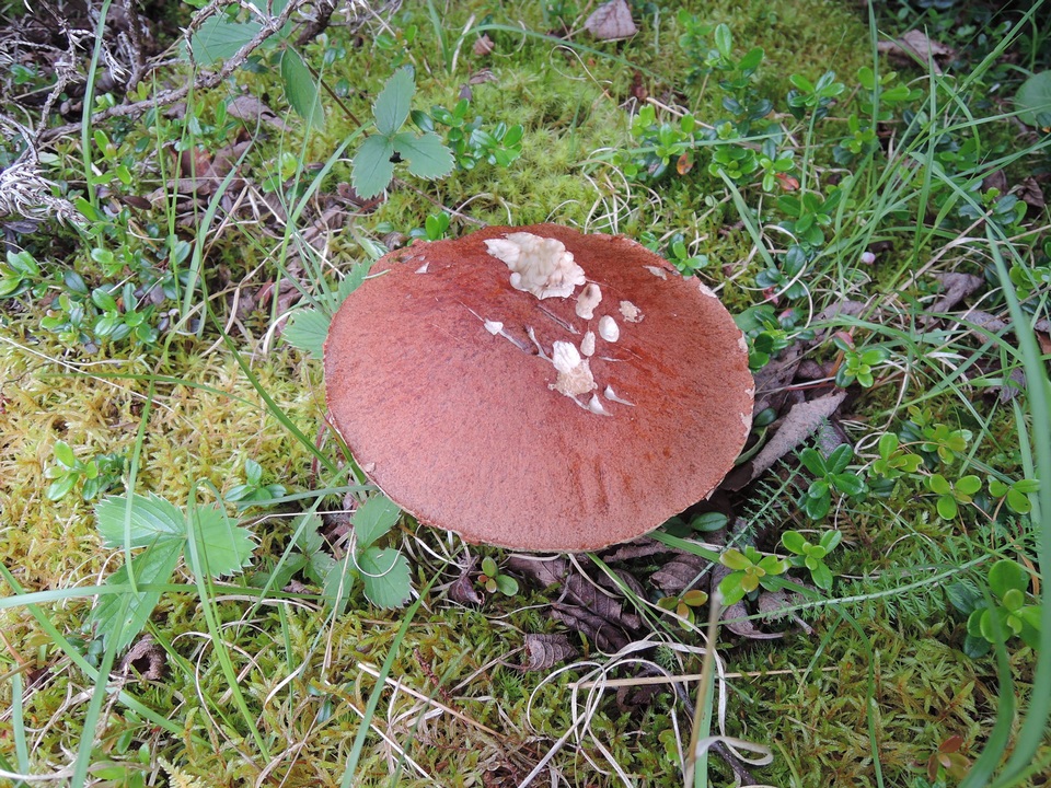 Leccinum arenicola image