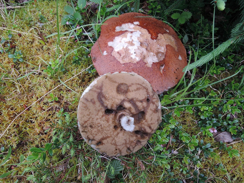 Leccinum arenicola image