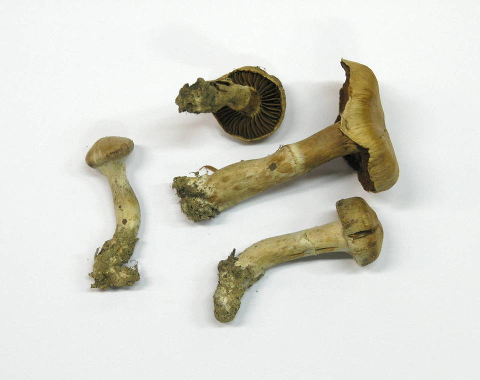 Cortinarius hinnuleus image