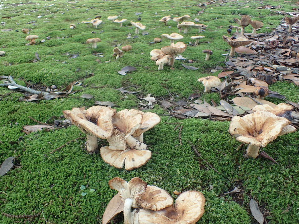 Russula senecis image