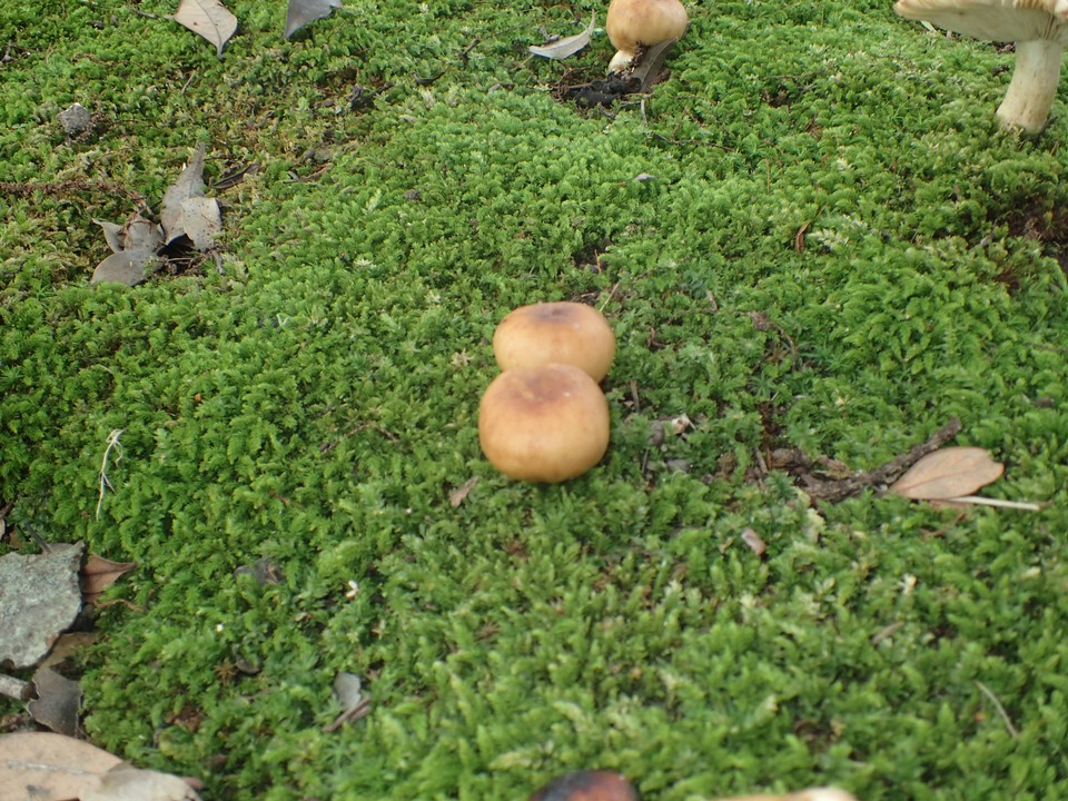 Russula senecis image