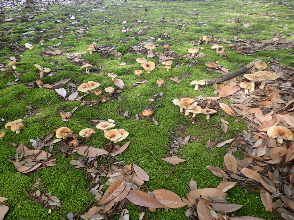 Russula senecis image