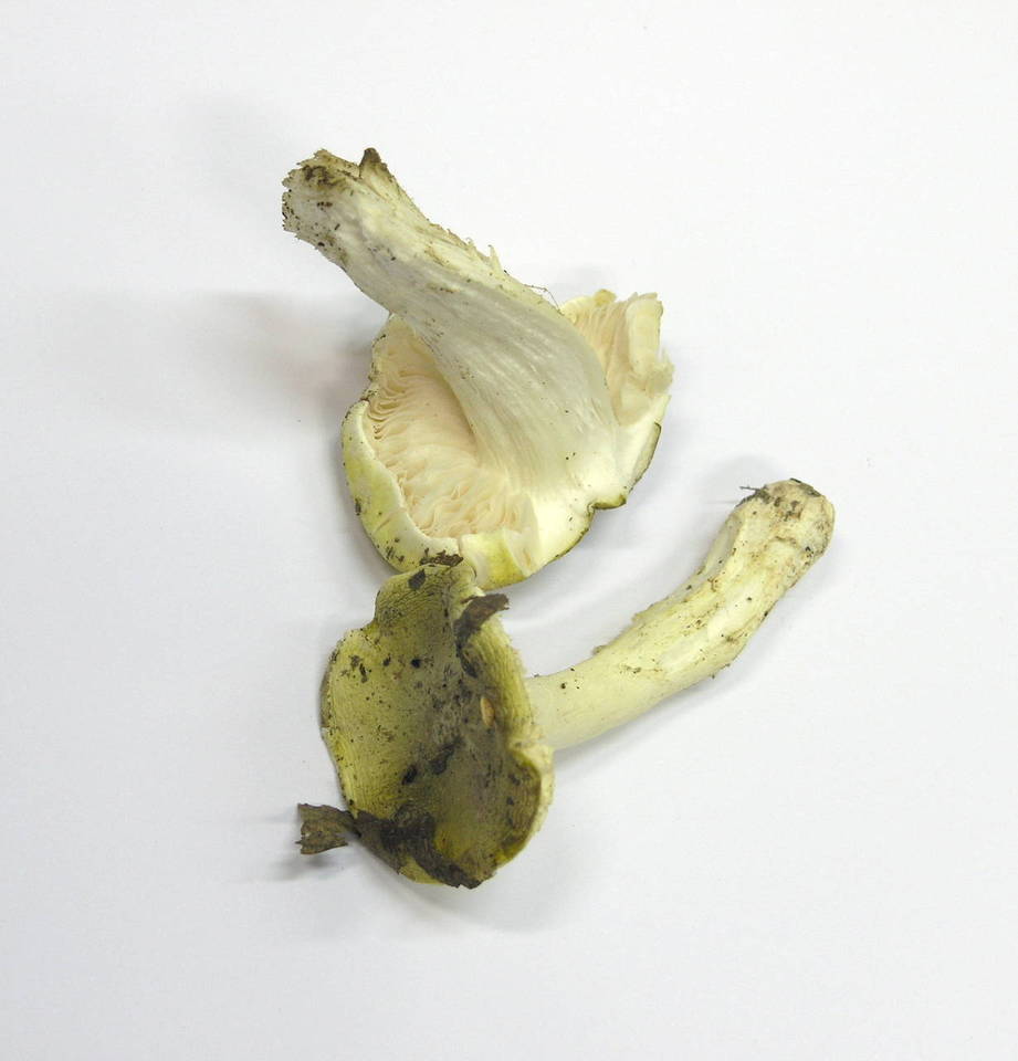 Tricholoma viridilutescens image
