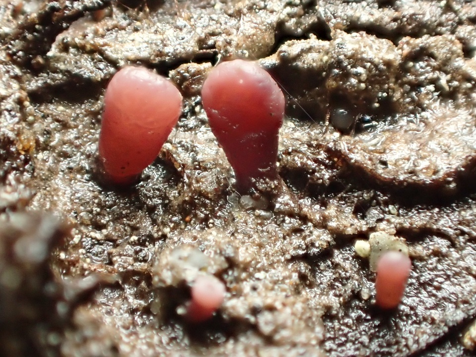 Coryne dubia image