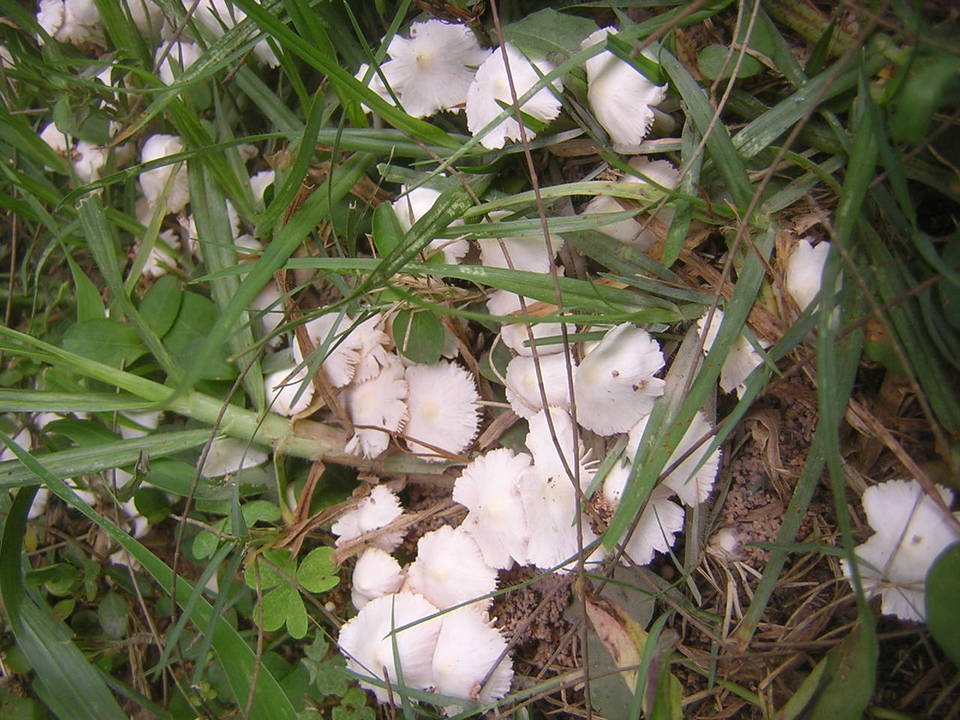 Termitomyces microcarpus image