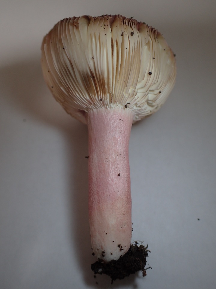 Russula amoena image