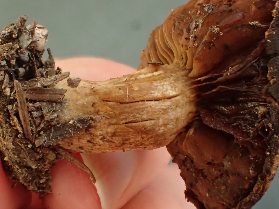 Inocybe maculata image
