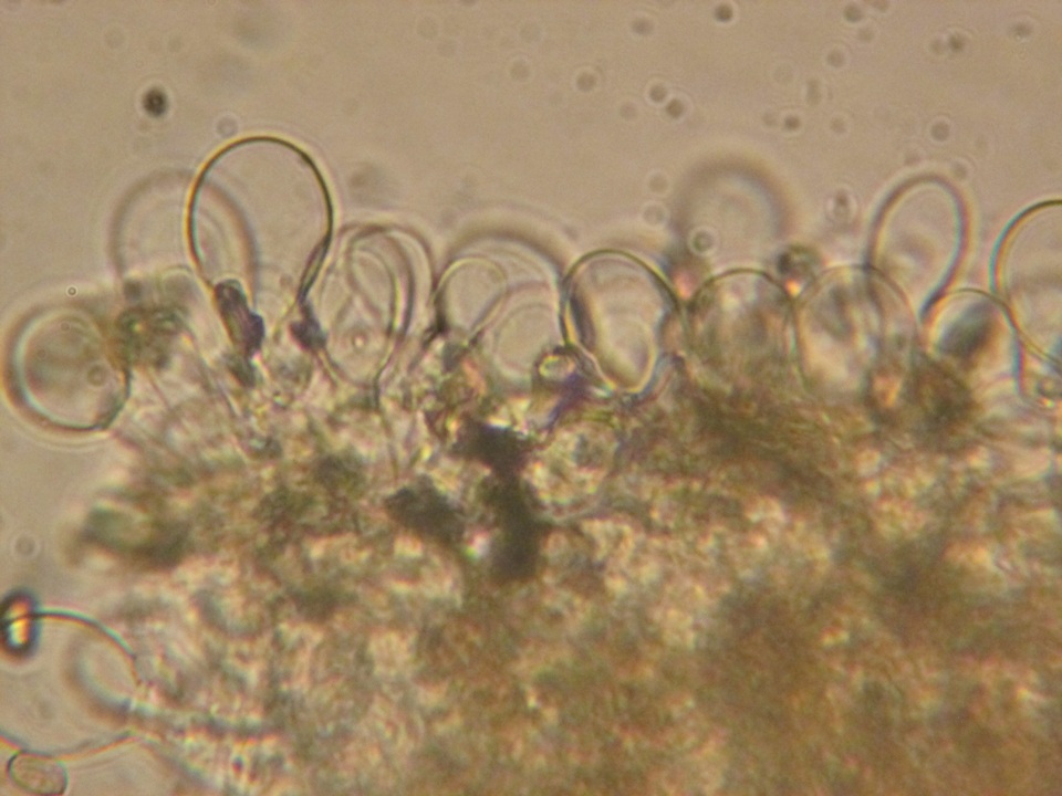 Inocybe maculata image