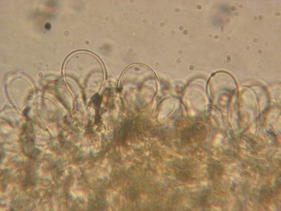 Inocybe maculata image
