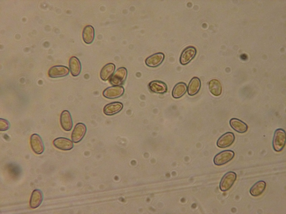 Inocybe maculata image