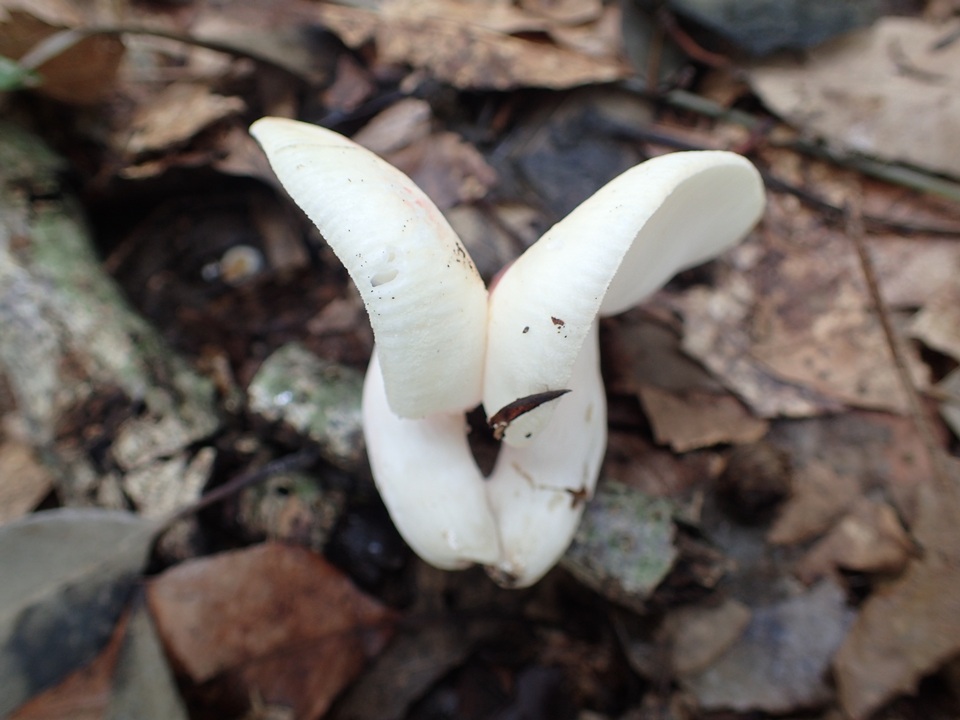 Russula bella image