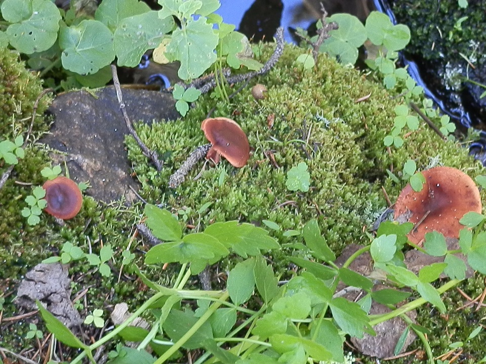 Lactarius riparius image