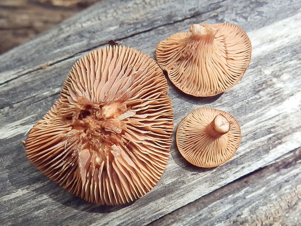 Lactarius riparius image