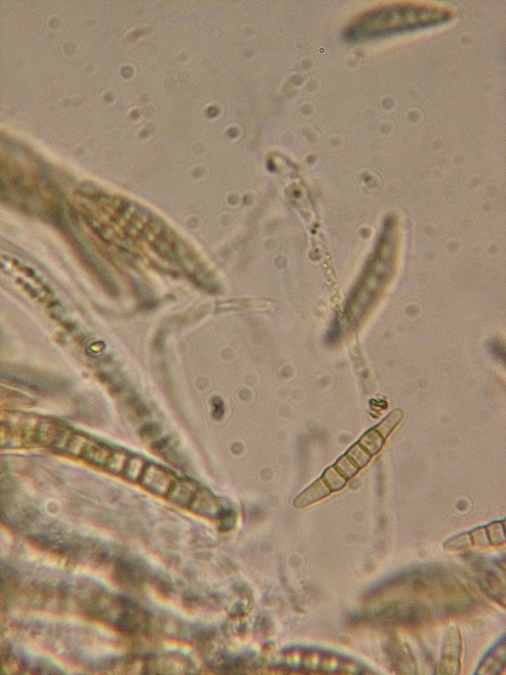 Nodulosphaeria revelstokensis image