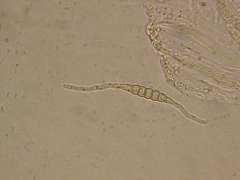 Nodulosphaeria revelstokensis image