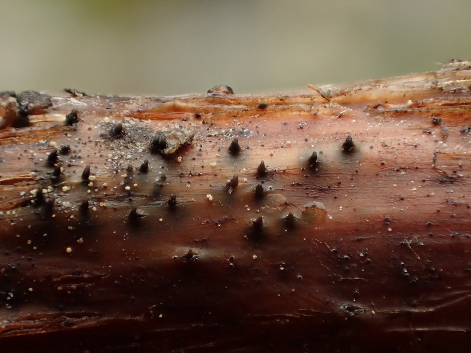 Sydowiella image