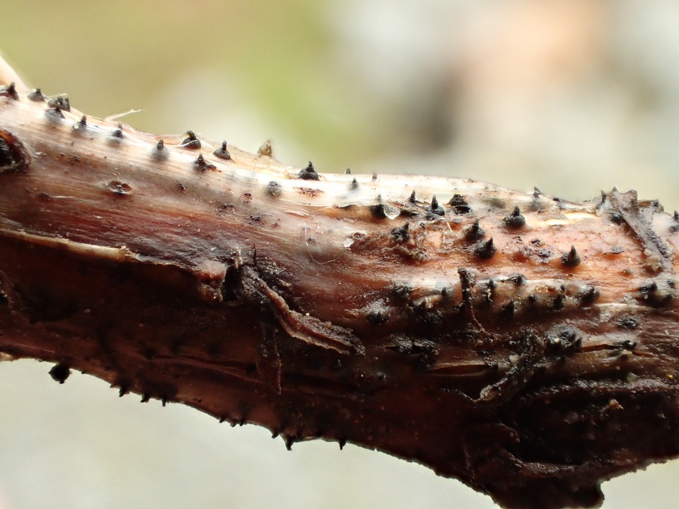 Sydowiella fenestrans image