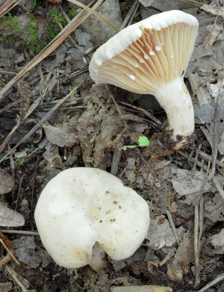 Lactarius sumstinei image