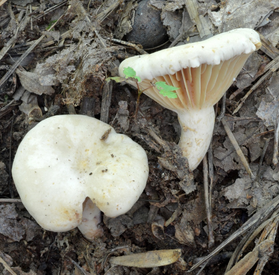 Lactarius sumstinei image