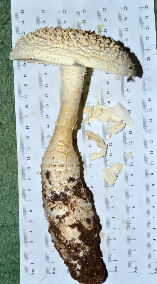 Amanita ravenelii image