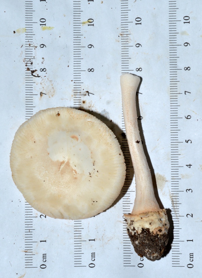 Amanita roseitincta image