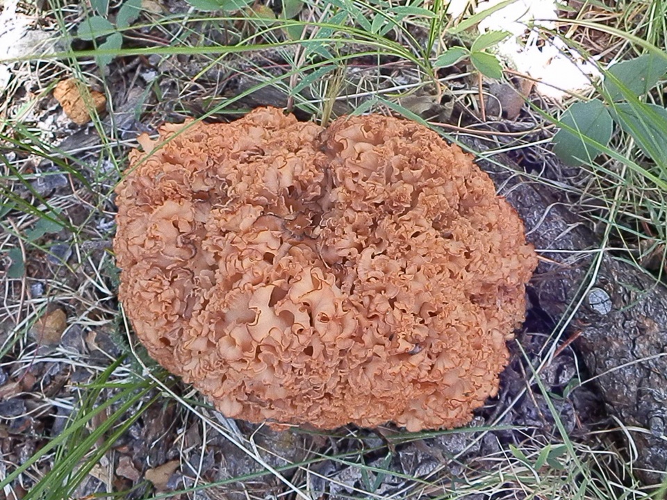 Sparassis americana f. arizonica image