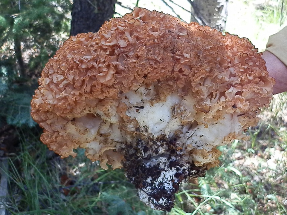 Sparassis americana f. arizonica image