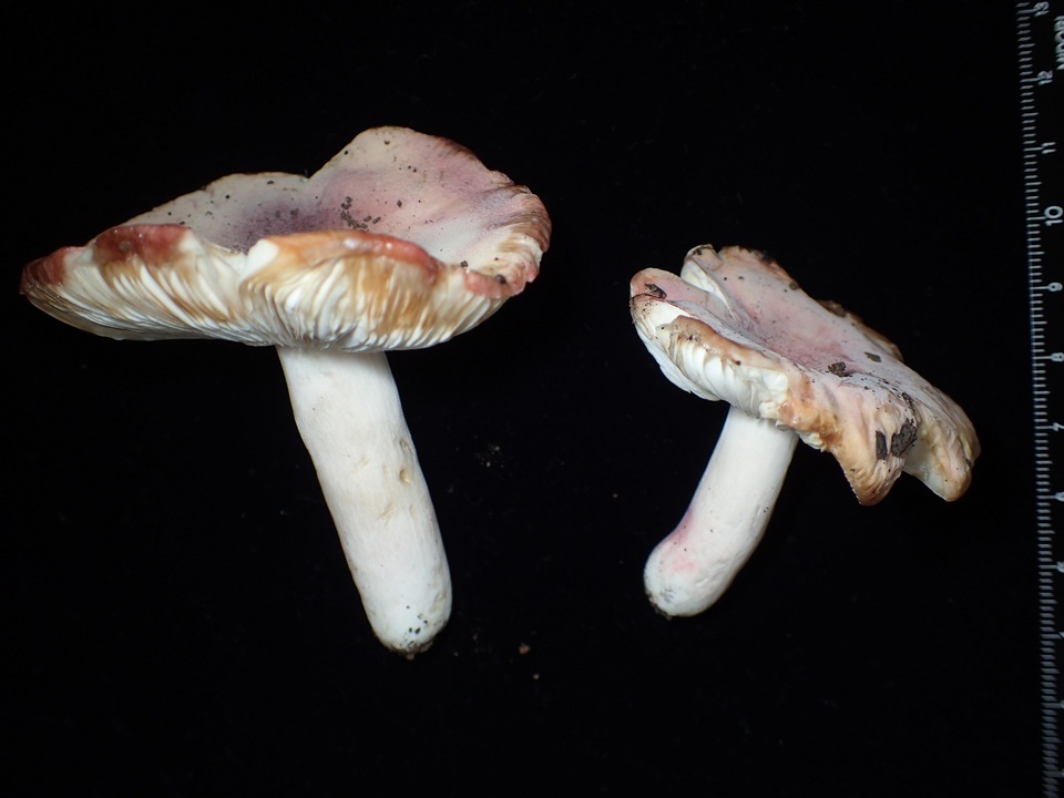 Russula violeipes image