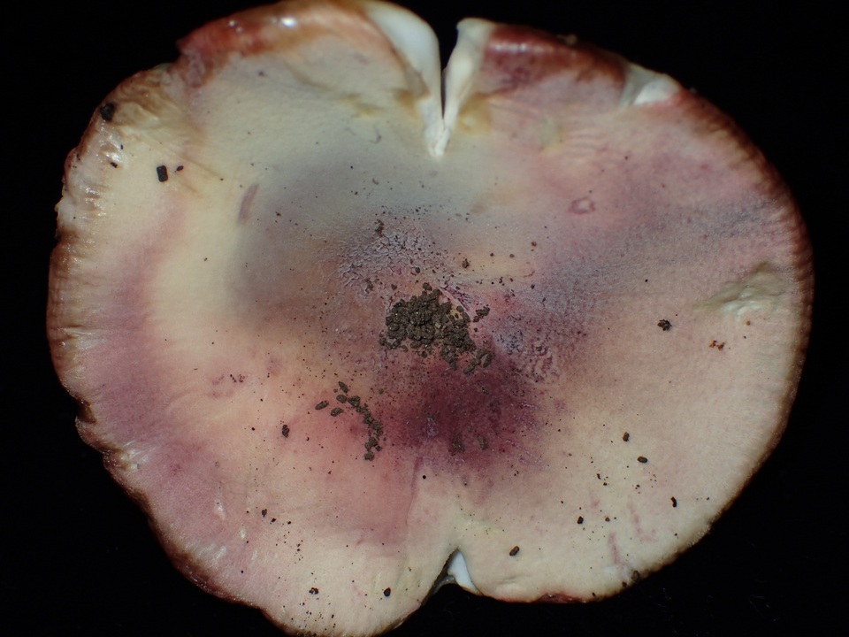 Russula violeipes image