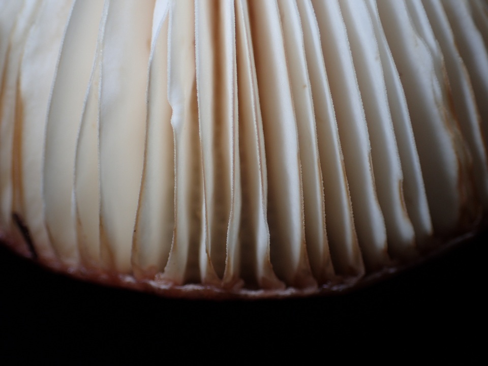 Russula violeipes image