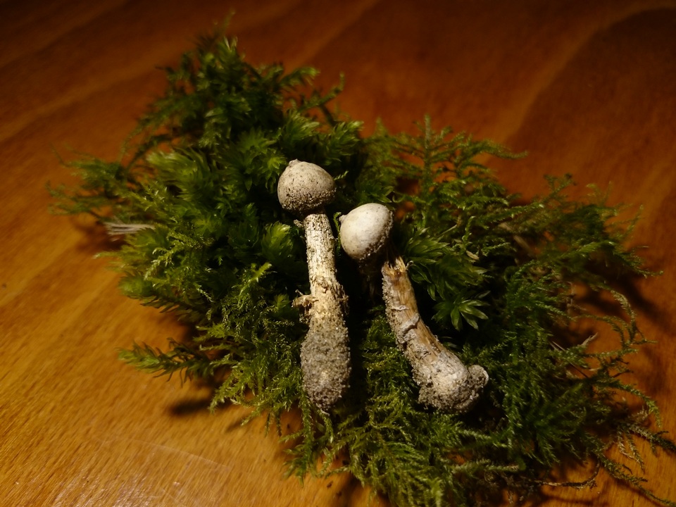 Tulostoma kotlabae image