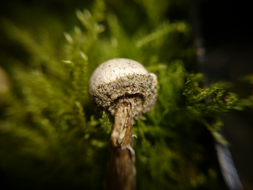 Tulostoma kotlabae image