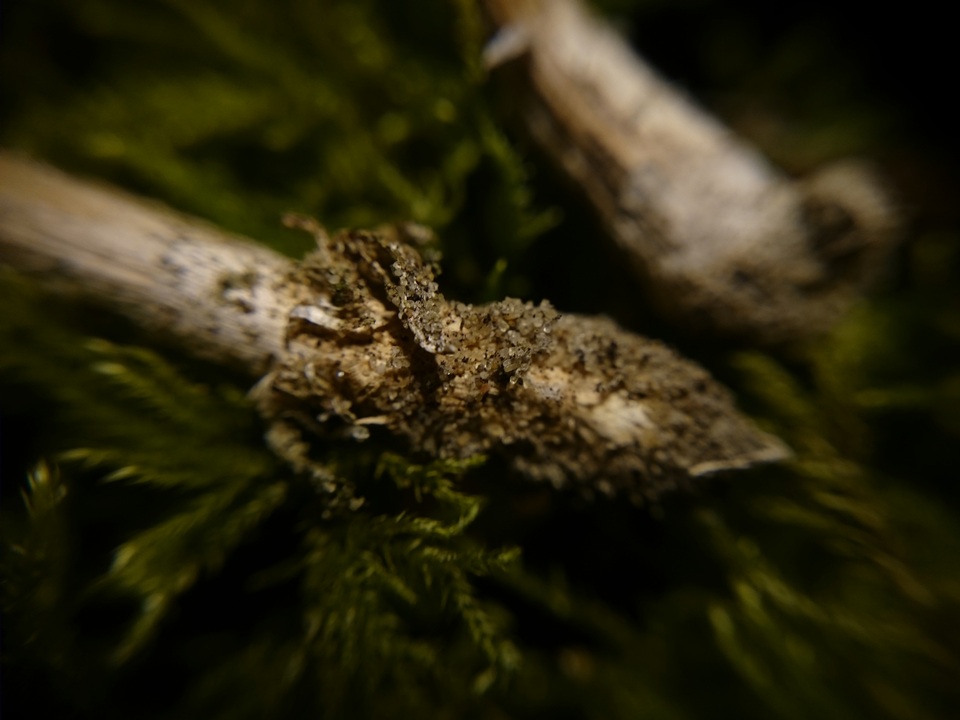 Tulostoma kotlabae image